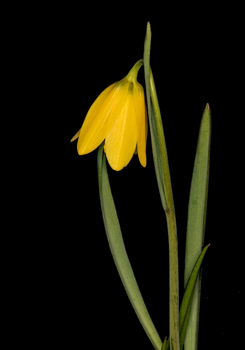 Fritillaria pudica 17-2682.jpg